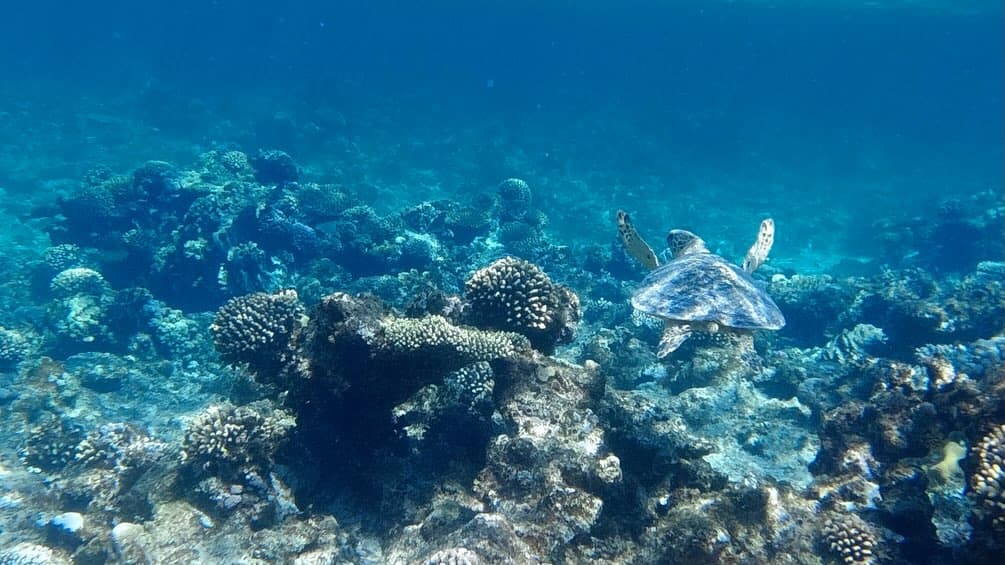Dahab: The Ultimate Guide for Hippies & Divers
